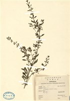 藏品(野甘草)的圖片